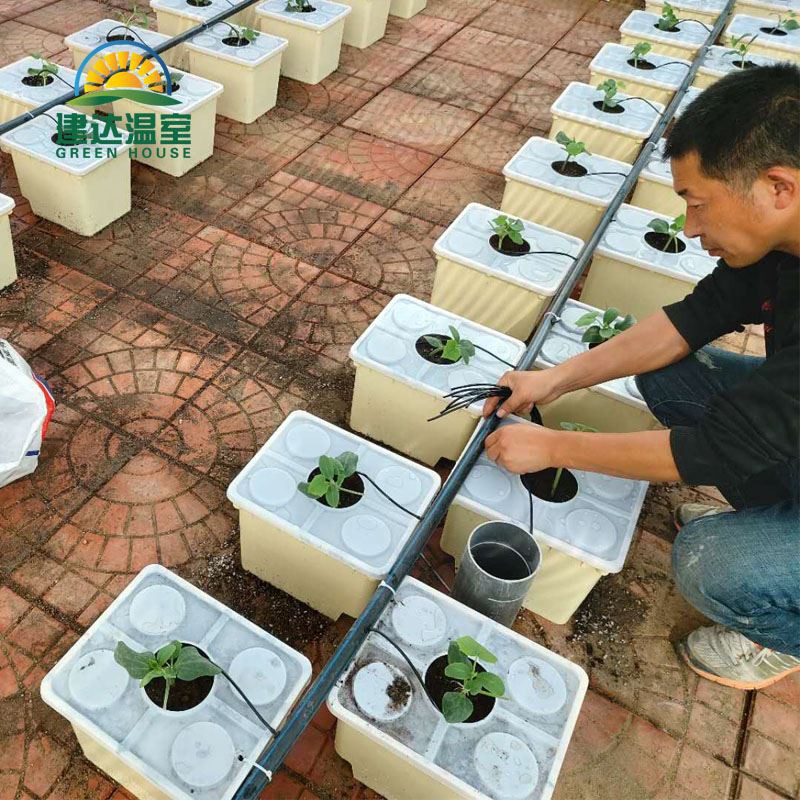 Dutch bucket planting.jpg Dutch bucket planting.jpg