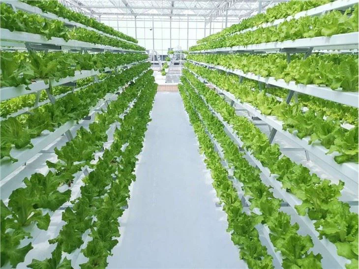 Hydroponic Growing Agricultural Greenhouse