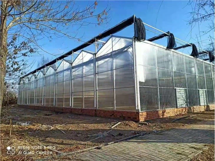 Venlo Type Greenhouse
