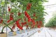 GreenHouses Indoor Farming