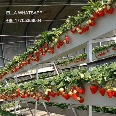 Metode upravljanja za uzgoj jagoda u staklenicima